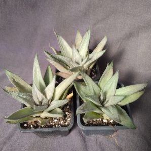 gasteraloe(gastrolea) Wonder молода рослина