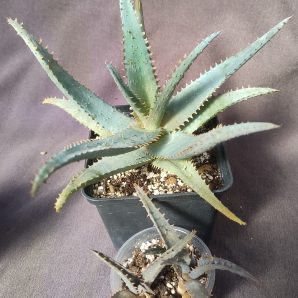 Aloe castolliniae дітка