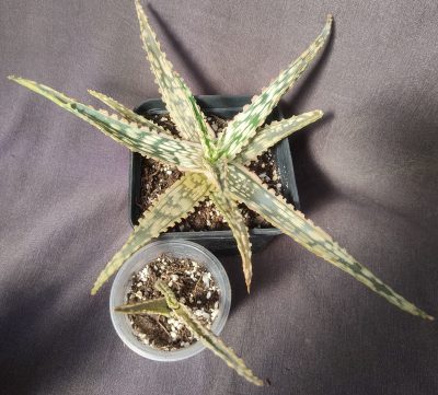 Aloe hybrid дітка