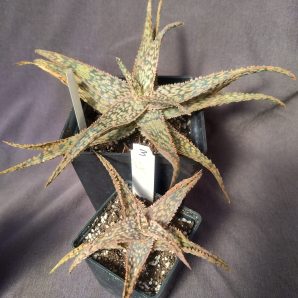 Aloe hybrid(3)