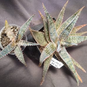 Aloe hybrid Cr. Carol * bakery дітка
