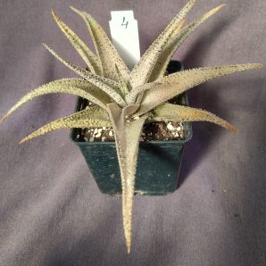 (Копія)Aloe hybrid(взимку сніжно біле, влітку- рожевіе)