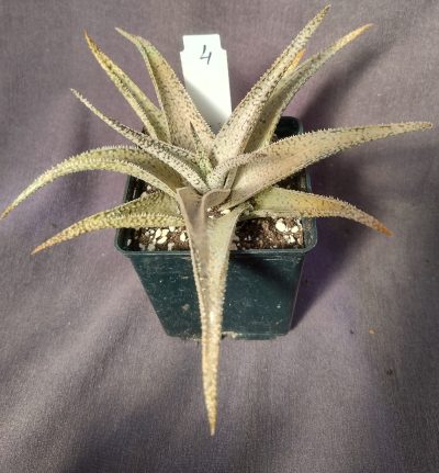 (Копія)Aloe hybrid(взимку сніжно біле, влітку- рожевіе)
