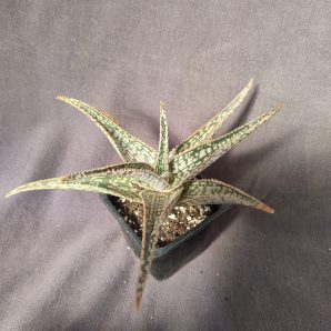 Aloe Red Flame