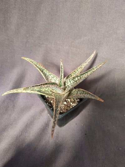 Aloe Red Flame