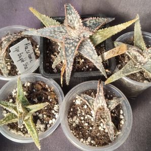 Aloe 'Bright Star' молоді рослини