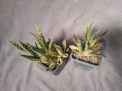Gasteraloe Lapaixii (gastrolea)
