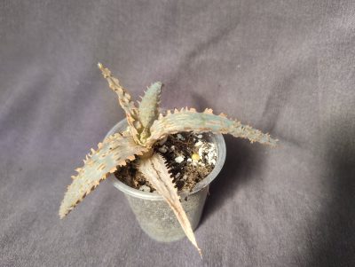 Aloe hybrid(типу оранж Мармелад) дітка