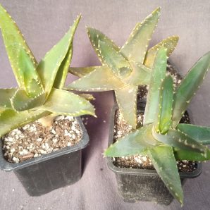 aloe mitriformis variegata молоді рослини з дуже незначною варіегатністю