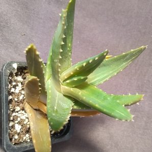 aloe mitriformis variegata