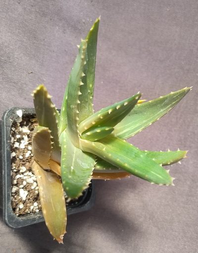 aloe mitriformis variegata