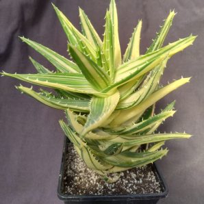 aloe mitriformis variegata