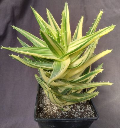 aloe mitriformis variegata