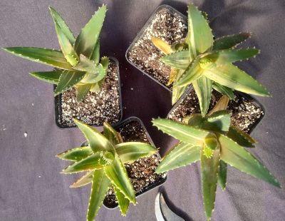 aloe mitriformis variegata горщик 9см - Зображення 2