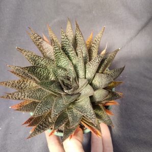Gasteria d tiga доросла