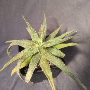 Aloe hybrid горшок 11см