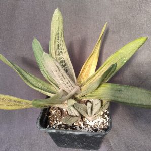 gasteria Little Warty з дітками
