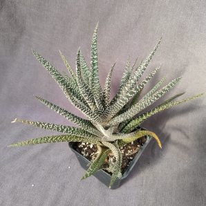 gasteraloe(gastrolea) горщик 9см