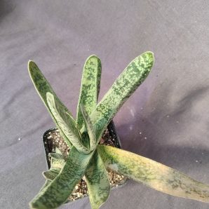 gasteria sp