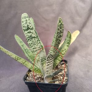 gasteria sp дітка