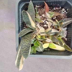 Gasteria liliputana variegata дітка