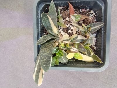 Gasteria liliputana variegata дітка