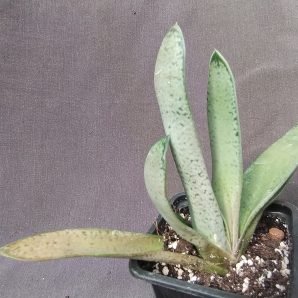 Gasteria nitida var. nitida