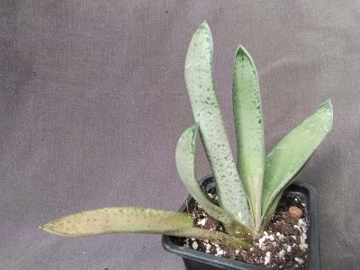 Gasteria nitida var. nitida