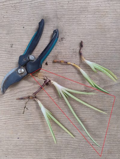 Aloe vera variegata. НЕпоширений культивар. дітка н/у - Зображення 2