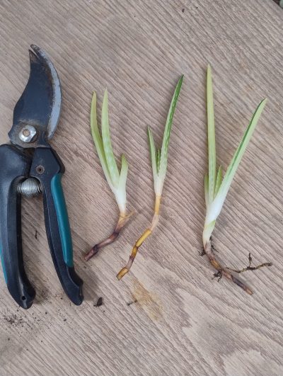 Aloe vera variegata. НЕпоширений культивар. дітка н/у - Зображення 2