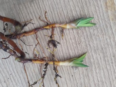 Aloe saponaria variegata дітка - Зображення 2