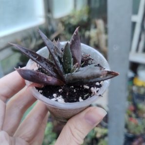 Aloe cv. Black Gem