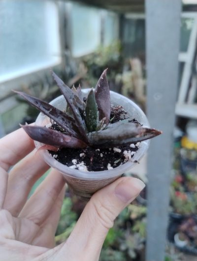 Aloe cv. Black Gem