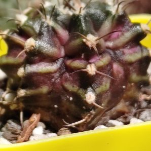 Gymnocalycium T-Rex