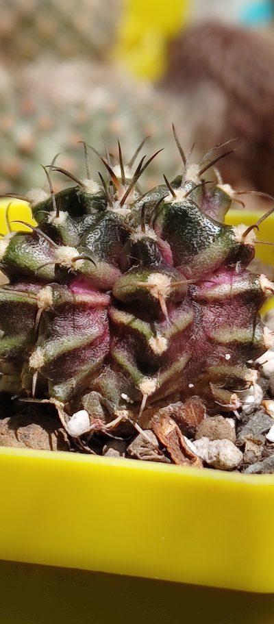Gymnocalycium T-Rex - Зображення 2