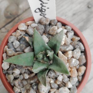 Ariocarpus trigonus