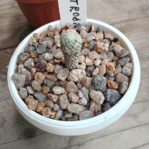 Encephalocarpus strobiliformis