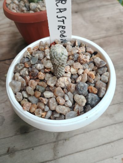 Encephalocarpus strobiliformis