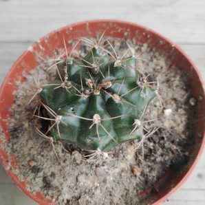 Gymnocalycium friedrichii