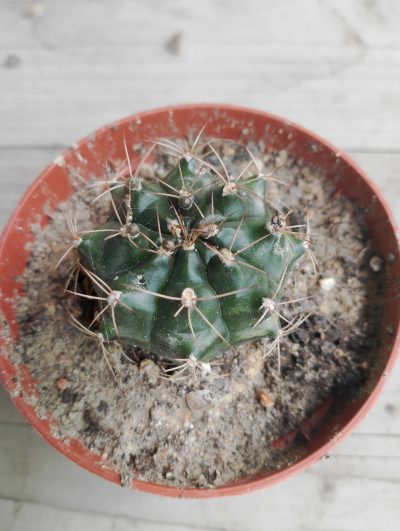 Gymnocalycium friedrichii