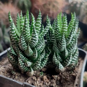 Haworthia reinwardtii v. peddiensis