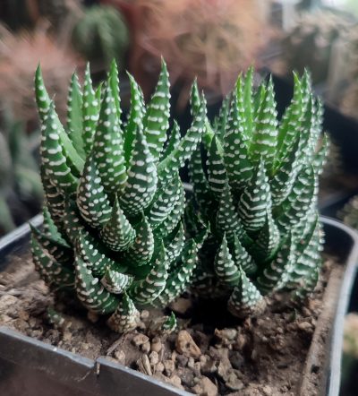 Haworthia reinwardtii v. peddiensis