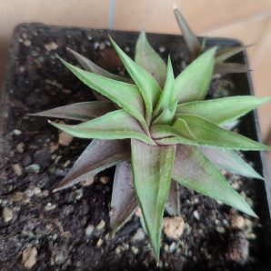Haworthia limifolia var. ubomboensis