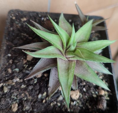 Haworthia limifolia var. ubomboensis