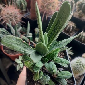 Gasteria Little Warty