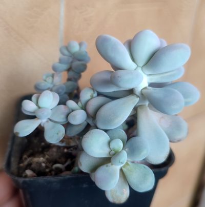 Pachyphytum oviferum