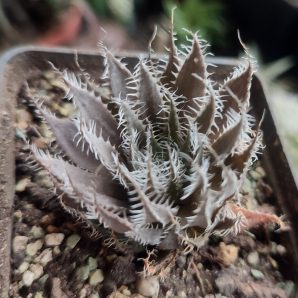 Haworthia arachnoidea