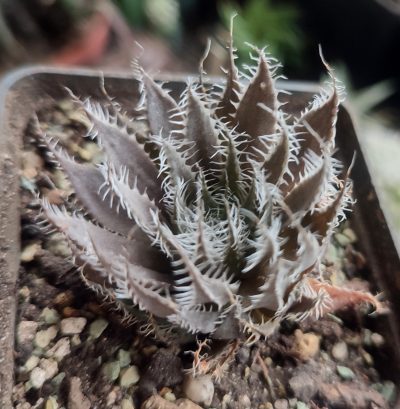 Haworthia arachnoidea