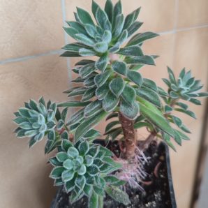 Echeveria Doris Taylor