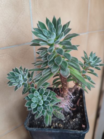Echeveria Doris Taylor